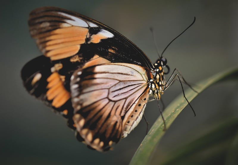 Fairy Wings